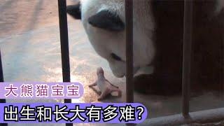 每只大熊猫宝宝，想要出生和长大有多难，大熊猫宝宝成长记