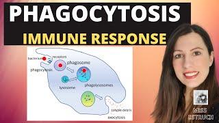 PHAGOCYTOSIS-A-level Biology. Phagocytes and macrophages engulf pathogens & lysozyme destroys them