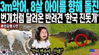 3m 거대 악어 입속에... 아이를 구한 미친 한국 진돗개의 급발진 행동에 충격적인 미국 상황 #해외감동사연#외국인반응