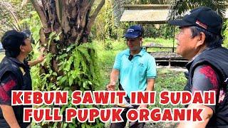 Melihat Kebun Petani Sawit yang Sudah Tersertifikasi RSPO di Kabupaten Seruyan KalTeng