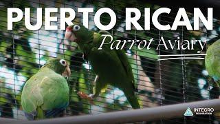 The Puerto Rican Parrot Aviary in the Río Abajo Forest