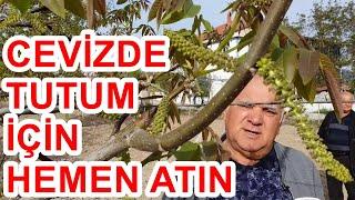 Ceviz Ağacında  Uyanma ve Döllenme Döneminde Tutumu  Artırmak için  Ne Yapılır - Yaprak Gübresi