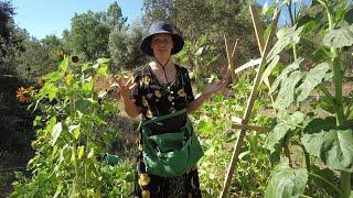 When things are going well (and some not so well) - Garden tour July 2024 in Central Portugal