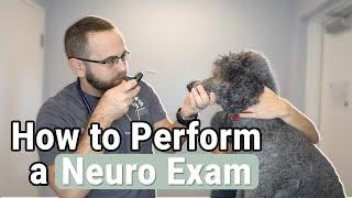 How to Perform a Neurological Exam on a Dog