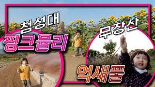 「단풍답사_Vlog」 경주 첨성대 핑크뮬리 & 무장산 억새풀 속 가을 향기에 취한, 나「The scent of autumn in pink muhly and silver grass」