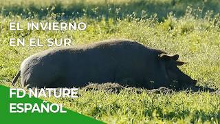 El cálido invierno en el Sur de Iberia | Free Documentary Nature - Español