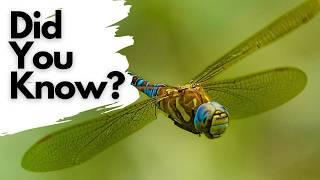 Things you need to know about DRAGONFLIES!