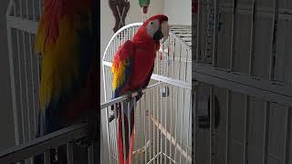 Scarlet Macaw Tells me he is 12years old! | Phoenix is a Rad bird! @ChuckNorrizBeardedDragons