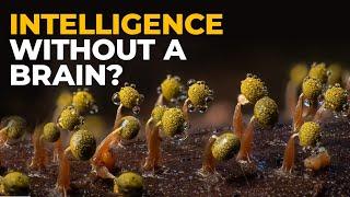 The Insane Biology of: Slime Mold