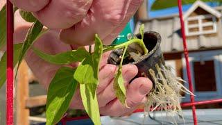 Desperate Gardener Attempts Risky Plant Surgery!