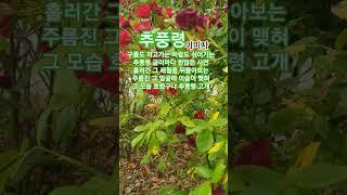 추풍령  #이미자#남상규#트로트#1957남상규 인생곡ㆍ최고히트애창곡