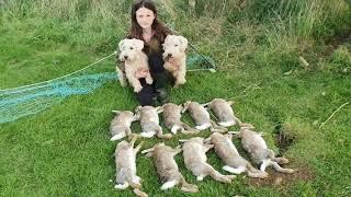 Rabbit control ferreting with terriers