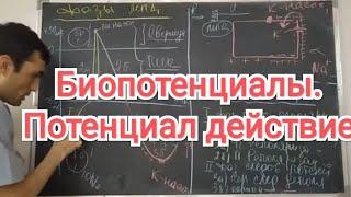 Физиология человека. Тема 5. Физиология возбудимых тканей. Потенциал дейстиве