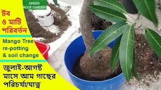 Mango tree re-potting (আম গাছের টব পরিবর্তন)