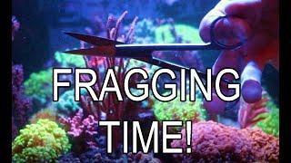 How To Frag Soft Corals