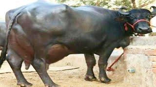 Highly Milking Sindhi Kundhi Buffalo | Banni Buffalo | Full Documentary By AJ Cattle info