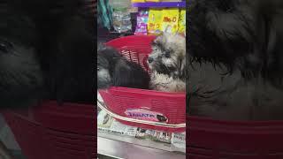 Browny and blacky came for treatment ️ at passion pets 9360428773 madurai