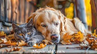 12 Hours of Calming Music for Dog & CatCure Separation Anxiety & Stress | Deep Sleep Music for Pets