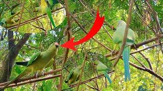 অনেক  দিন অপেক্ষার পরে জোড়া নেওয়ার চেষ্টা। parrot Love {Sahin showkat}