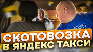 Клиент превратил Яндекс.Такси в скотовозку #такси #яндекс