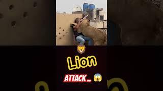 Lion attack #lion #simbathegreat #animals #simba #pets