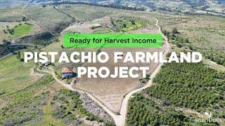 Ready for Harvest Income - Pistachio Farmland Project #pistachio #farmland #investment #agro