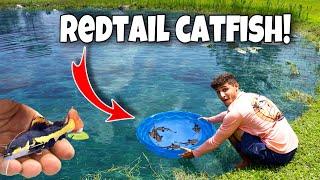 BUYING BABY REDTAIL CATFISH For My BACKYARD POND!!