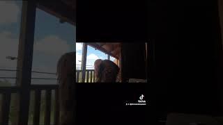 Shenandoah Squatch #bigfoot at Lydia Mountain Lodge Virginia
