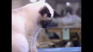 The Birman Cat|Cutest Cat Breeds|Birman Cat Breed Profile