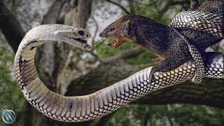 MONGOOSE ─ Even The King Cobra and Black Mamba Fear This Snake Killer