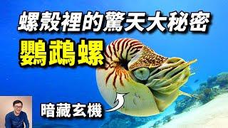 黃金螺線，潛艇科技，扛過所有5次大滅絕，給章魚當大哥的鸚鵡螺，螺殼裡到底藏著多少秘密？【老肉雜談】#動物 #野生動物 #鸚鵡螺 #海洋生物 #nautilus