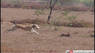 dog rabbit hunting video