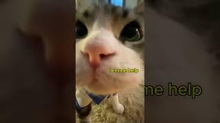 Lemme Help  #funny #funnypets #petsvideo #shorts #cat #funnycats #funnypetslife