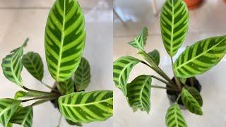 GUESS the NAME & PRICE of this PLANT #shorts #gardeningtipsintamil #maadithottam