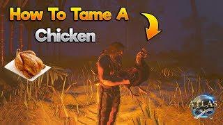 ATLAS: HOW TO TAME A CHICKEN! (Easy Tutorial)