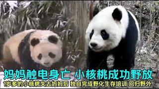 野化放归大熊猫小核桃，在妈妈触电身亡后，独自完成野化训练，在野外生活6年了#野生大熊猫 #panda #판다 #大熊猫小核桃