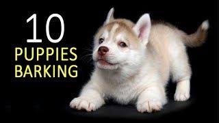 PUPPIES BARKING Sound Effect HD