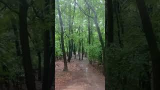 '24-May-15, 33th day of daily hiking #birdsounds #windsounds #rainsounds #healing #asmr #koreatravel