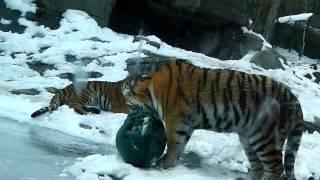 Siberian Tiger Family - Father Coto - Mother Elena - Daughters Liska and Luwa - Son Lailek