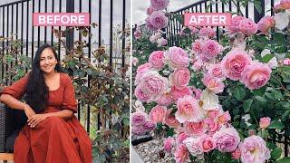 6 Expert Tips for Perfectly Pruning Your Climbing Roses | David Austin Roses