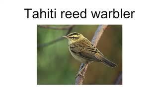 Tahiti Reed Warbler