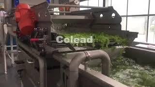 Lettuce washing processing machine, salad processing line, colead machinery test with lettuce