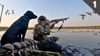 Duck Hunting 2024 | Minnesota Teal Season Opener (Limited Out)