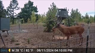 Nice Oklahoma Whitetail Buck in Velvet 8/11/24