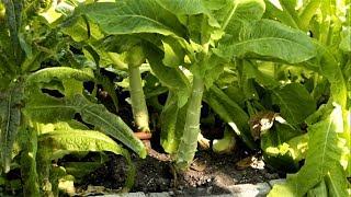 Grow Chinese lettuce/celtuce, frequently asked questions