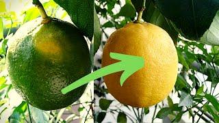 Don't Miss Out: The Fascinating Stages of Lemon Peel Degreening