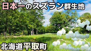 【こんな山奥に…】北海道平取町のスズラン群生地