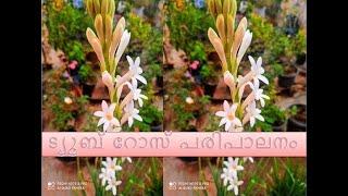 ട്യൂബ് റോസ് പരിപാലനം/How to grow Tube Rose/Rajanigandha/features of fragrant flowers