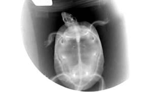 Fluoroscopic video of a turtle moving around, turtle x-ray, see insides of turtle  HD 1080