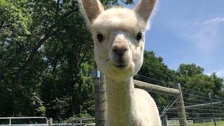 Welcome to New Jersey's Bluebird Farm Alpacas | My Go-To